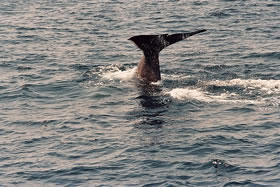 クジラに会える「ホエールウォッチング」│室戸の田舎暮らし移住